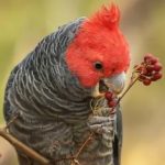 Шлемоносный какаду - недружелюбный вид попугаев