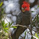 Шлемоносный какаду - необычный вид попугаев