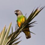 Сенегальский длиннокрылый попугай - доброжелательный вид