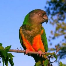 Сенегальский длиннокрылый попугай - любопытный вид