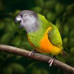 Сенегальский длиннокрылый попугай - описание вида
