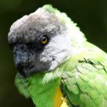 Сенегальский длиннокрылый попугай - особенности вида
