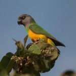Сенегальский длиннокрылый попугай - смышленный вид