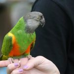 Сенегальский длиннокрылый попугай - содержание