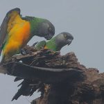 Сенегальский длиннокрылый попугай - уход