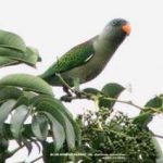 Синегузый попугай - описание вида