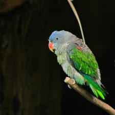 Синегузый попугай - тихий вид