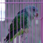 Синегузый попугай - яркий вид