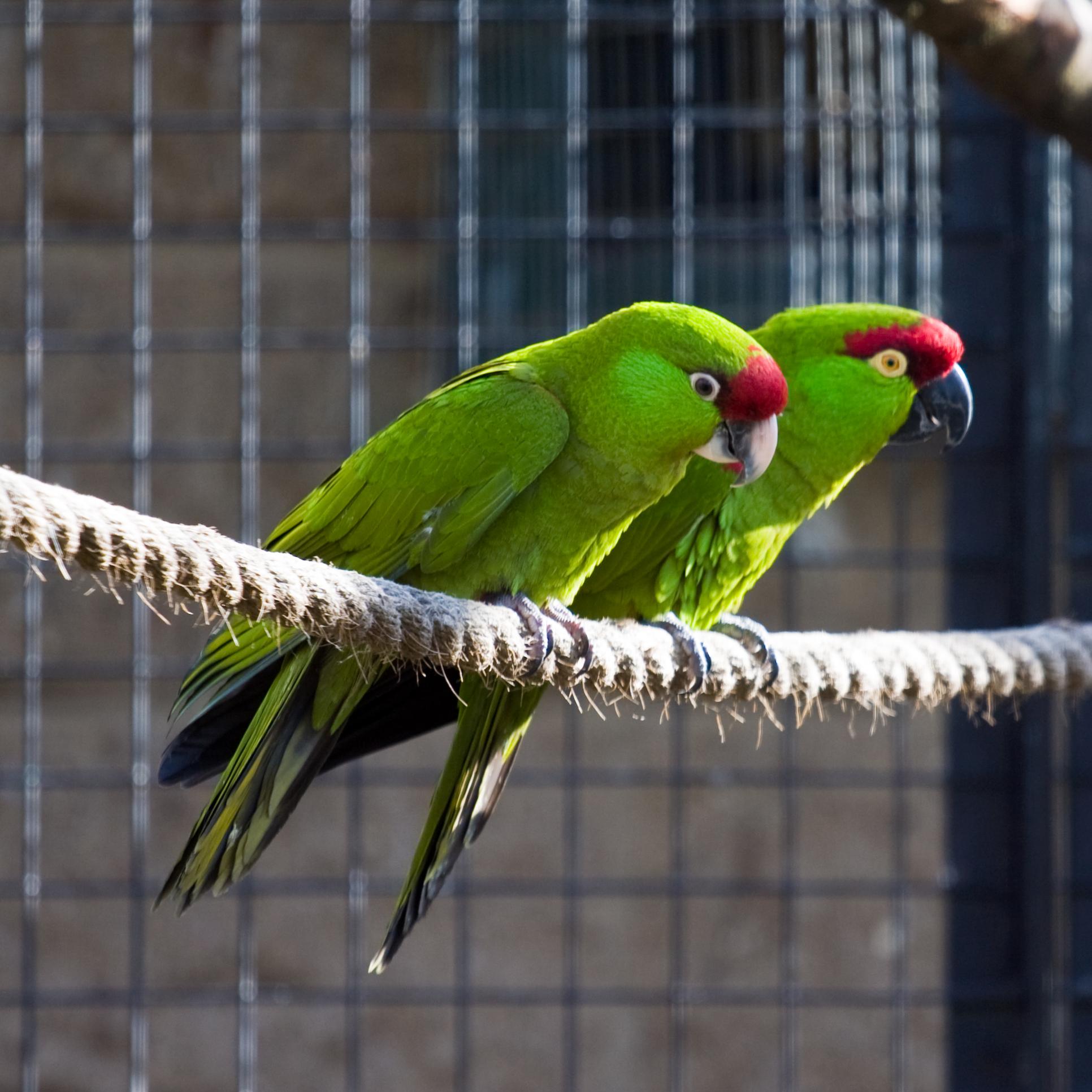 Толстоклювый ара 🦜 Описание попугая с фото и видео | 7petdays