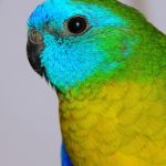 Травяной попугай - домашний вид