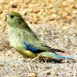 Травяной попугай - описание вида