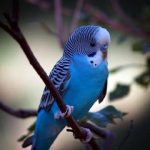 Волнистый попугай - дружелюбный вид