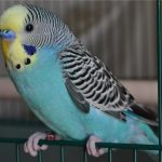 Волнистый попугай - особенности вида