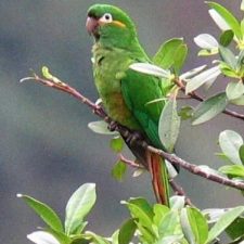 Андские попугаи - горный вид