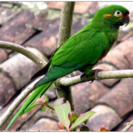 Андские попугаи - особенности вида