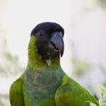 Черноголовый попугай - игривый вид
