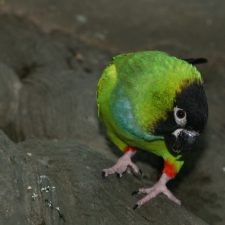 Черноголовый попугай - описание вида
