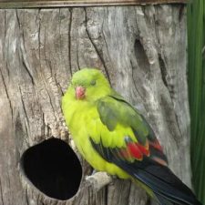 Горный попугай - выносливый вид