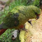 Изумрудный попугай - дружелюбный вид