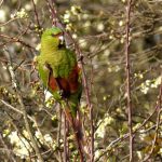 Изумрудный попугай - описание вида