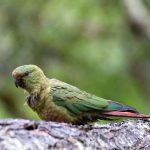 Изумрудный попугай - особенности вида