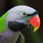 Китайский кольчатый попугай - описание вида