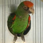 Конголезский попугай - описание вида