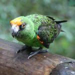 Конголезский попугай - особенности вида