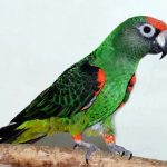 Конголезский попугай - уход