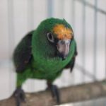 Конголезский попугай - веселый вид