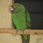 Конголезский попугай - забавный вид
