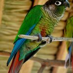 Краснохвостый попугай - миролюбивый вид