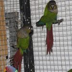 Краснохвостый попугай -описание вида