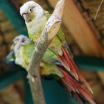 Краснохвостый попугай - особенности вида