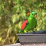 Краснокрылый попугай - активный вид