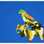 Краснокрылый попугай - описание вида