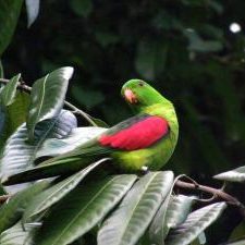 Краснокрылый попугай - особенности вида