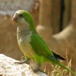 Монаший попугай - описание вида