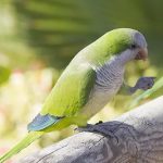 Монаший попугай - верный вид