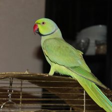 Ожереловый попугай - общительный вид