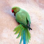 Ожереловый попугай - описание вида