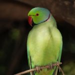 Ожереловый попугай - особенности вида