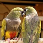 Патагонский попугай - описание вида