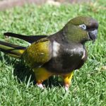 Патагонский попугай - содержание