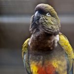 Патагонский попугай - уход