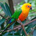 Попугай аратинга - описание вида