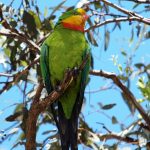 Роскошный баррабандов попугай - дружелюбный вид