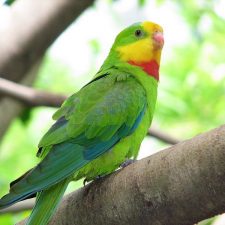 Роскошный баррабандов попугай - красивый вид