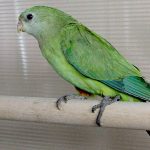 Роскошный баррабандов попугай - миролюбивый вид