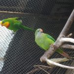 Роскошный баррабандов попугай - описание вида